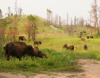 Heading Up the Draw, Custer State Park, SD