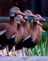 Whistling Ducks in a Row