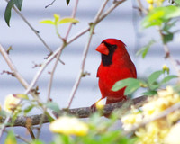 Cardinal & Banksia Rose, Galveston