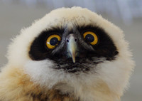 Baby Owl, Bird Show, Galveston
