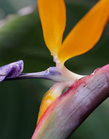 Bird of Paradise