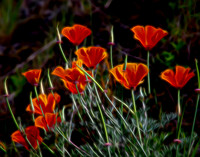 Electric Poppies