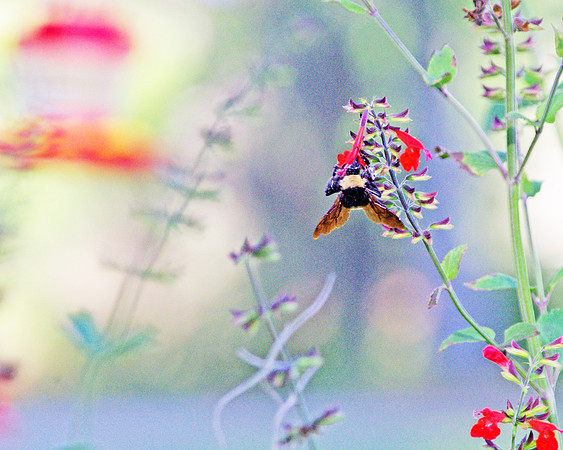 Colors of a Summer Day