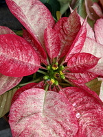 Pointsetia