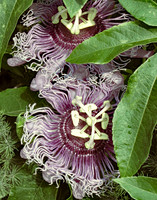 Passion Flower