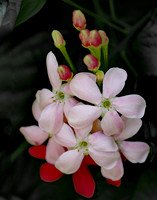 Rangoon Creeper