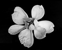 Magnolia