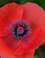 Icelandic Poppy