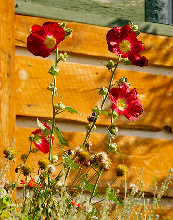 Fall Poppies