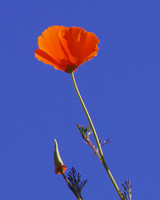 California Poppy & Seed Pod