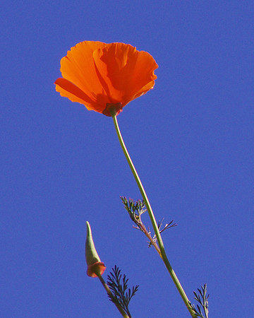 California Poppy & Seed Pod