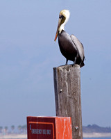 Brown Pelican, Galveston