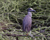 Yellow Crowned Night Heron, Galveston