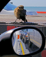 Grackle, Bolivar Ferry, Galveston, TX