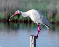 Oops! Ibis, Galveston Island