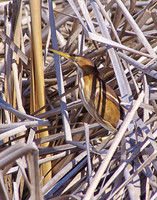 I'm Not Here: Least Bittern