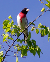 Rose Breasted Grosbeak, Galveston