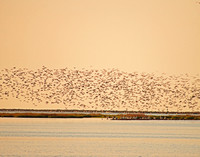 Avocets at Sunrise, Bolivar Flats, TX