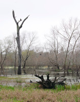 Almost Primeval, Brazos Bend, TX