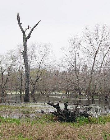 Almost Primeval, Brazos Bend, TX