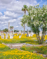 Cemetery in Bloom with Oleander