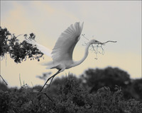 Nest Builder, High Island, TX