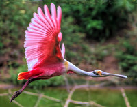 Spoonbill, High Island Rookery, TX