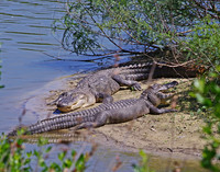 Alligators, High Island, TX