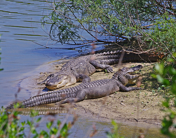 Alligators, High Island, TX