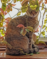 Audrey, Queen of the Interior Jungle