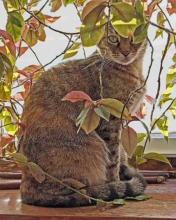 Audrey, Queen of the Interior Jungle