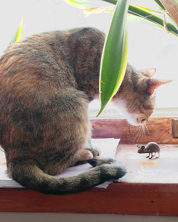 Cat Contemplation