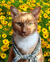 Rex, the King of the Coreopsis