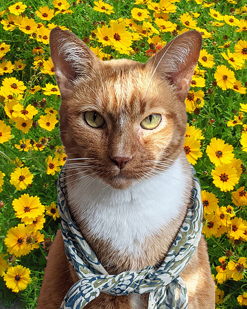 Rex, the King of the Coreopsis