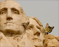 Fluffy Tours Mt Rushmore