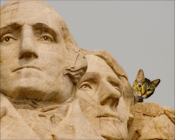 Fluffy Tours Mt Rushmore