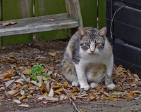 Sumo Cat