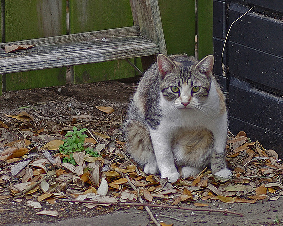 Sumo Cat