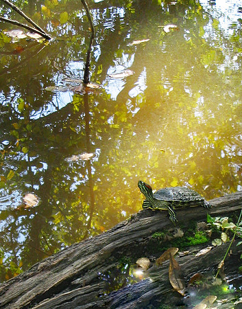 Red-eared Slider at Dusk