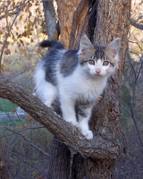 Kitten up a Tree