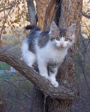 Kitten up a Tree