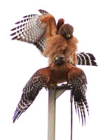 Mating Red-shouldered Hawks