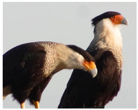 Crested Caracaras No. 2