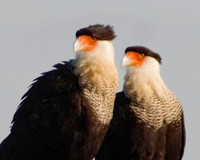 Crested Caracaras No. 1