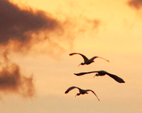 Ibis at Sunrise