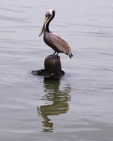 Pelican Perch