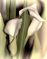 Calla Lily