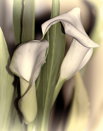 Calla Lily