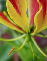 Gloriosa Lily
