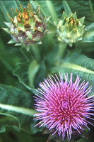 Cardoon in Bloom